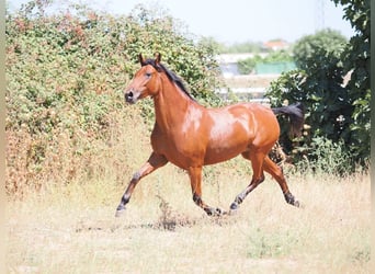 PRE Mix, Stute, 5 Jahre, 154 cm, Brauner