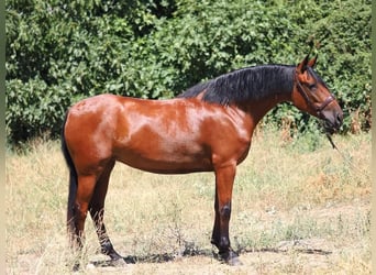 PRE Mix, Stute, 5 Jahre, 154 cm, Brauner