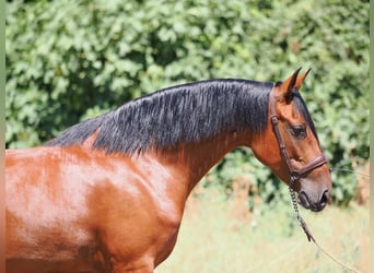 PRE Mix, Stute, 5 Jahre, 154 cm, Brauner