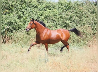 PRE Mix, Stute, 5 Jahre, 154 cm, Brauner