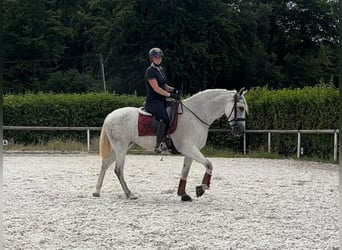 PRE, Stute, 5 Jahre, 154 cm, Schimmel