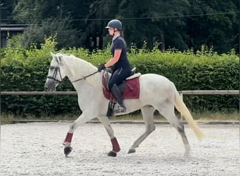 PRE, Stute, 5 Jahre, 154 cm, Schimmel