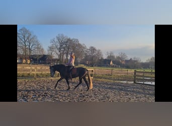 PRE, Stute, 5 Jahre, 154 cm, Schimmel