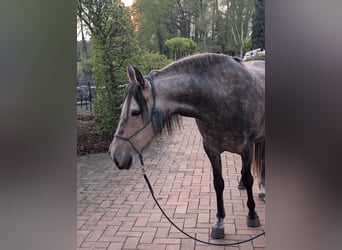 PRE, Stute, 5 Jahre, 154 cm, Schimmel