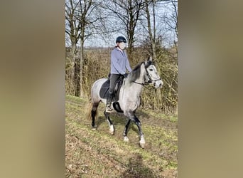 PRE Mix, Stute, 5 Jahre, 155 cm, Rappschimmel