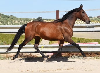 PRE, Stute, 5 Jahre, 156 cm, Brauner