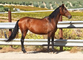 PRE, Stute, 5 Jahre, 156 cm, Brauner