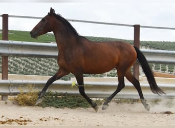 PRE, Stute, 5 Jahre, 156 cm, Brauner