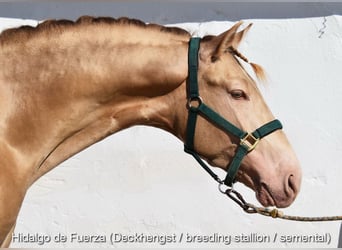 PRE, Stute, 5 Jahre, 156 cm, Falbe