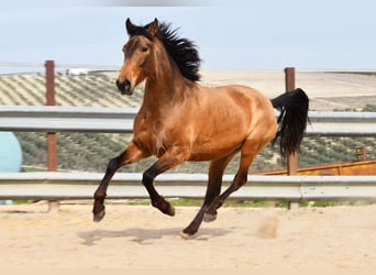 PRE, Stute, 5 Jahre, 156 cm, Falbe