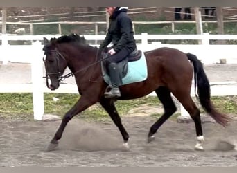 PRE Mix, Stute, 5 Jahre, 156 cm, Rappe