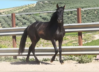 PRE, Stute, 5 Jahre, 157 cm, Rappe