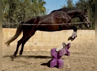 PRE Mix, Stute, 5 Jahre, 157 cm, Rappschimmel