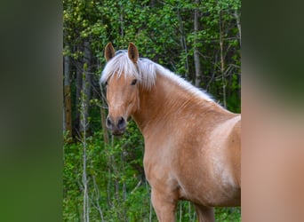 PRE Mix, Stute, 5 Jahre, 158 cm, Palomino