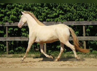 PRE, Stute, 5 Jahre, 158 cm, Perlino