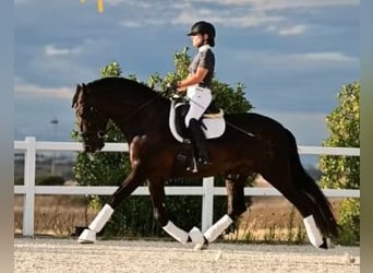 PRE, Stute, 5 Jahre, 158 cm, Rappe