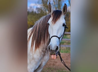 PRE Mix, Stute, 5 Jahre, 158 cm, Schimmel