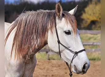 PRE Mix, Stute, 5 Jahre, 158 cm, Schimmel