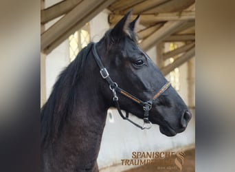 PRE, Stute, 5 Jahre, 159 cm, Rappe