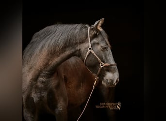 PRE, Stute, 5 Jahre, 159 cm, Rappe