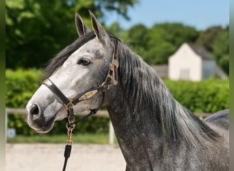 PRE Mix, Stute, 5 Jahre, 160 cm, Blauschimmel