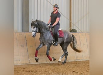 PRE Mix, Stute, 5 Jahre, 160 cm, Blauschimmel