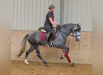 PRE Mix, Stute, 5 Jahre, 160 cm, Blauschimmel