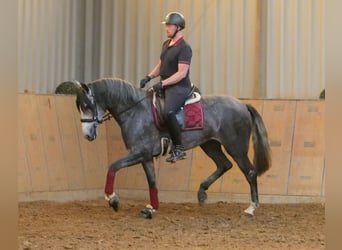 PRE Mix, Stute, 5 Jahre, 160 cm, Blauschimmel