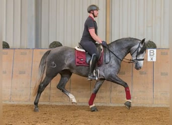 PRE Mix, Stute, 5 Jahre, 160 cm, Blauschimmel