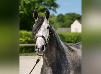 PRE Mix, Stute, 5 Jahre, 160 cm, Blauschimmel