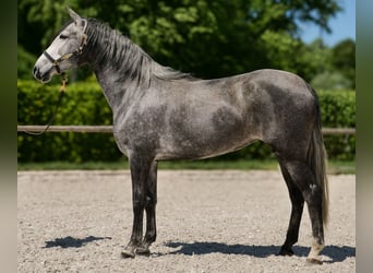 PRE Mix, Stute, 5 Jahre, 160 cm, Blauschimmel