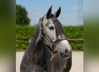 PRE Mix, Stute, 5 Jahre, 160 cm, Blauschimmel