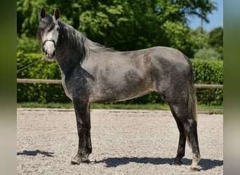 PRE Mix, Stute, 5 Jahre, 160 cm, Blauschimmel