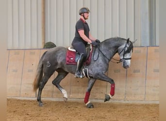 PRE Mix, Stute, 5 Jahre, 160 cm, Blauschimmel
