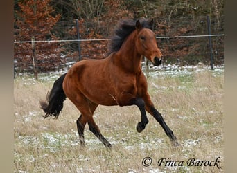 PRE, Stute, 5 Jahre, 160 cm, Brauner