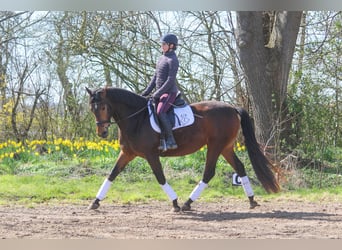 PRE Mix, Stute, 5 Jahre, 160 cm, Brauner