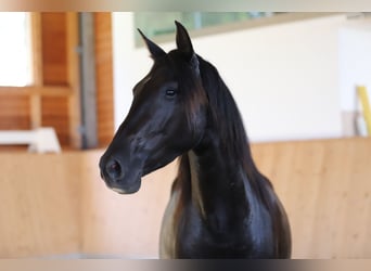 PRE, Stute, 5 Jahre, 160 cm, Rappe