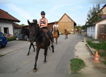 PRE, Stute, 5 Jahre, 160 cm, Rappe