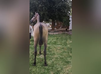 PRE Mix, Stute, 5 Jahre, 160 cm, Rotschimmel