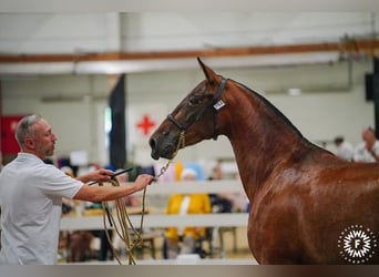 PRE, Stute, 5 Jahre, 160 cm