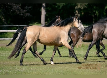 PRE, Stute, 5 Jahre, 161 cm, Falbe