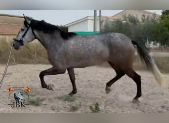 PRE Mix, Stute, 5 Jahre, 161 cm, Schimmel
