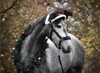 PRE Mix, Stute, 5 Jahre, 162 cm, Apfelschimmel