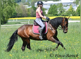 PRE Mix, Stute, 5 Jahre, 162 cm, Brauner