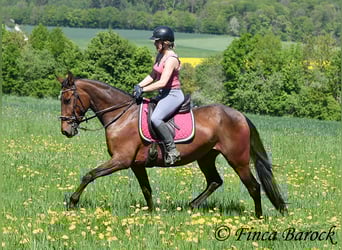 PRE Mix, Stute, 5 Jahre, 162 cm, Brauner
