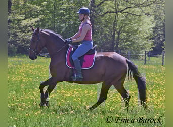 PRE Mix, Stute, 5 Jahre, 162 cm, Brauner