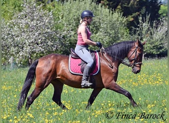 PRE Mix, Stute, 5 Jahre, 162 cm, Brauner