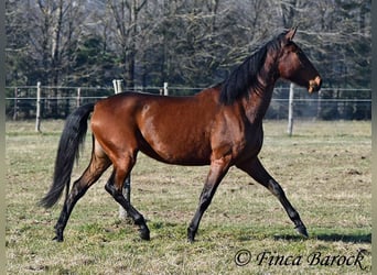 PRE, Stute, 5 Jahre, 162 cm, Brauner