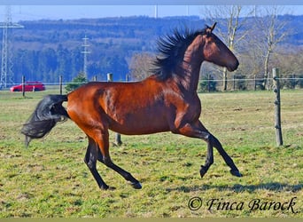 PRE, Stute, 5 Jahre, 162 cm, Brauner