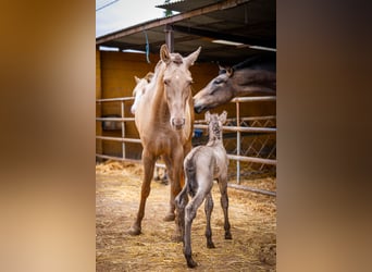 PRE Mix, Stute, 5 Jahre, 162 cm, Champagne